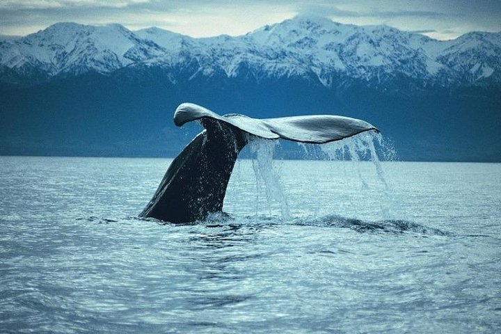 Kaikoura Whale Watch Day Tour from Christchurch - Photo 1 of 8